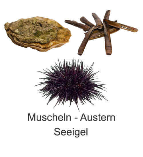 Muscheln lebend Muscheln lebendn